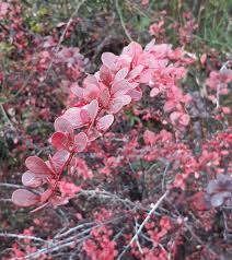 Attēlu rezultāti vaicājumam “Berberis thunbergii”