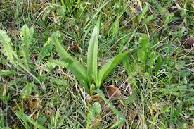 Image result for Herbstzeitlose