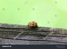 Attēlu rezultāti vaicājumam “Calvia decemguttata larva”