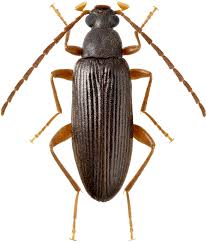 Attēlu rezultāti vaicājumam “Alleculidae”