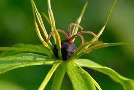 Attēlu rezultāti vaicājumam “Paris quadrifolia”