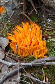 Attēlu rezultāti vaicājumam “Calocera viscosa”