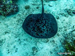 Image result for Bathytoshia centroura