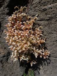 Attēlu rezultāti vaicājumam “Sedum pallidum flower”