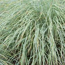 Attēlu rezultāti vaicājumam “Carex ornithopoda”