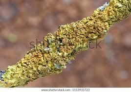 Attēlu rezultāti vaicājumam “Xanthoria polycarpa”