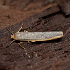 Attēlu rezultāti vaicājumam “Eilema depressa imago”