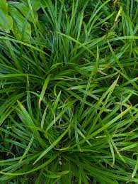 Attēlu rezultāti vaicājumam “Carex sylvatica fruit”