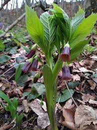 Attēlu rezultāti vaicājumam “Scopolia carniolica flower”