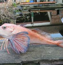 Image result for Mullus surmuletus