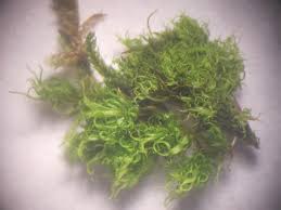 Attēlu rezultāti vaicājumam “Dicranum montanum sporophyte”