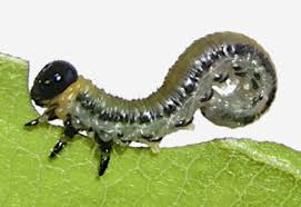 Attēlu rezultāti vaicājumam “Euura brevicornis”