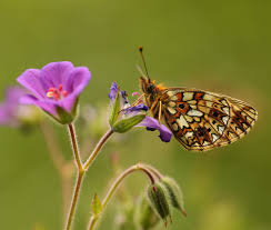 Attēlu rezultāti vaicājumam “Clossiana selene upperside”