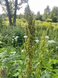 Attēlu rezultāti vaicājumam “Rumex”