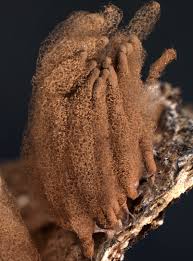 Attēlu rezultāti vaicājumam “Arcyria major”