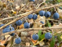 Attēlu rezultāti vaicājumam “Polygonatum multiflorum  fruit”