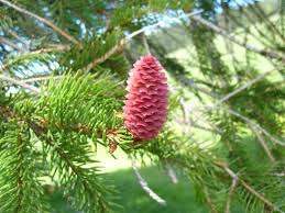 Attēlu rezultāti vaicājumam “Picea abies female flower”