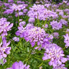 Image result for Schleifenblume