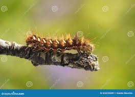 Attēlu rezultāti vaicājumam “Acronicta rumicis larva”