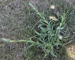 Attēlu rezultāti vaicājumam “Microbotryum tragopogonis - pratensis”