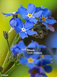 Image result for Vergissmeinnicht