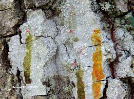 Attēlu rezultāti vaicājumam “Lecanora albella”