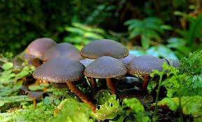 Attēlu rezultāti vaicājumam “Crepidotus versutus”