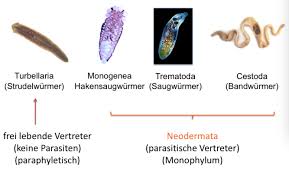 Attēlu rezultāti vaicājumam “Plathelminthes”