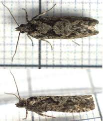 Attēlu rezultāti vaicājumam “Epinotia brunnichana”