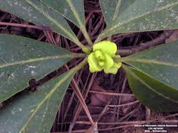 Attēlu rezultāti vaicājumam “Saussurea esthonica leaf”