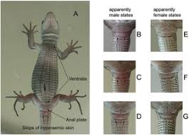 Attēlu rezultāti vaicājumam “Lacerta vivipara female”