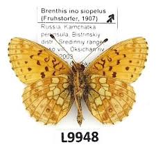 Attēlu rezultāti vaicājumam “Brenthis ino”