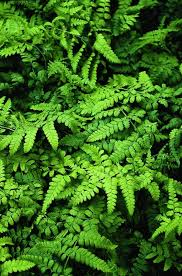 Attēlu rezultāti vaicājumam “Dryopteris expansa”