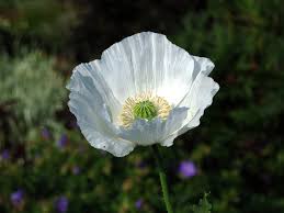 Image result for Papaver somniferum White Cloud