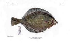 Image result for Limanda limanda