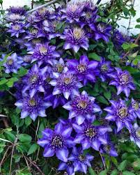 Image result for clematis multi blue
