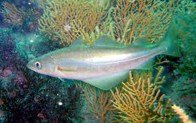 Image result for Pollachius pollachius