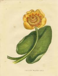 Attēlu rezultāti vaicājumam “Nuphar lutea flower”