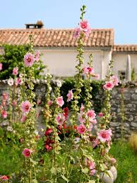 Attēlu rezultāti vaicājumam “Alcea rosea bud”