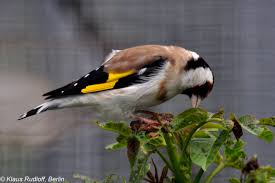 Attēlu rezultāti vaicājumam “Carduelis carduelis”