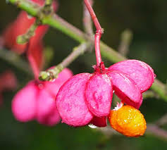 Attēlu rezultāti vaicājumam “Euonymus europaeus fruit”