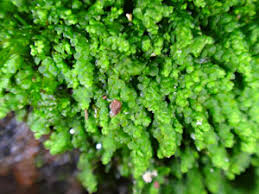 Attēlu rezultāti vaicājumam “Lejeunea cavifolia”