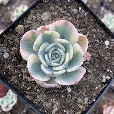 Image result for Dean Cc