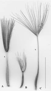 Attēlu rezultāti vaicājumam “Tragopogon heterospermus”