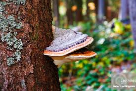 Attēlu rezultāti vaicājumam “Fomitopsis pinicola”