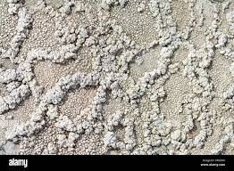 Attēlu rezultāti vaicājumam “Pertusaria albescens”