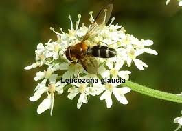 Attēlu rezultāti vaicājumam “Leucozona glaucia”