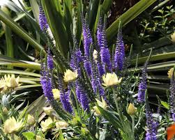 Attēlu rezultāti vaicājumam “Veronica longifolia leaf”