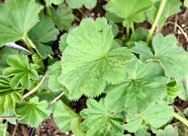 Image result for Alchemilla mollis