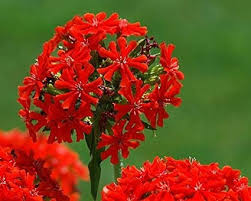 Image result for Lychnis chalcedonica `Dusky Salmon`